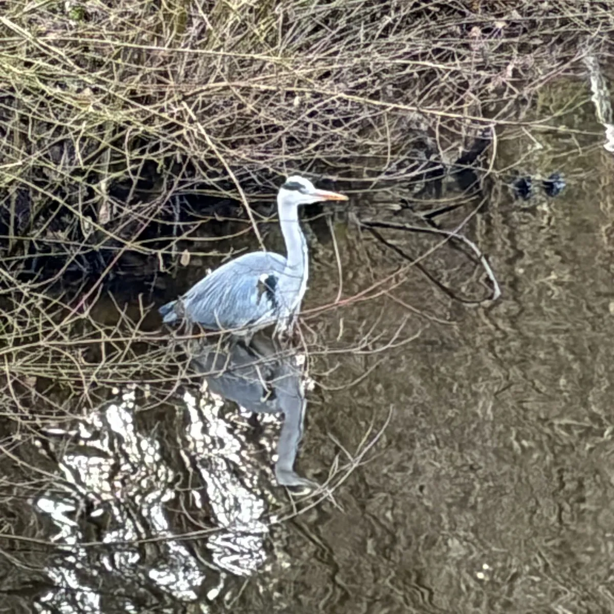 Gespotte Blauwe reiger