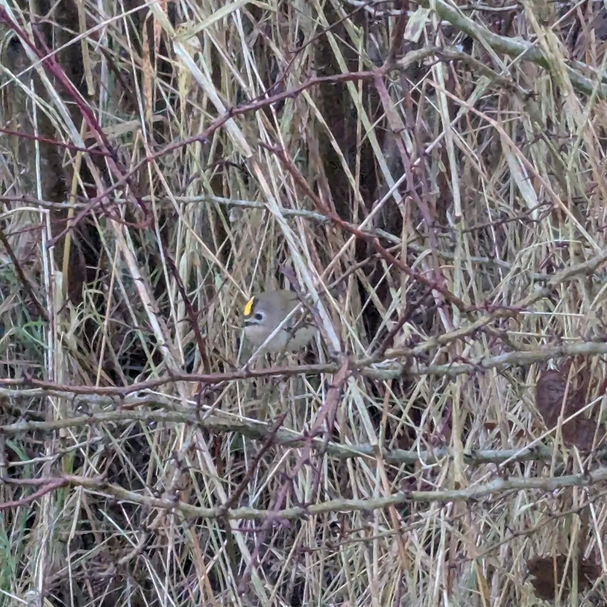 Gespotte Vuurgoudhaan