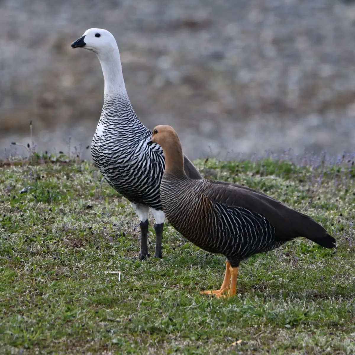 Gespotte Magelhaengans