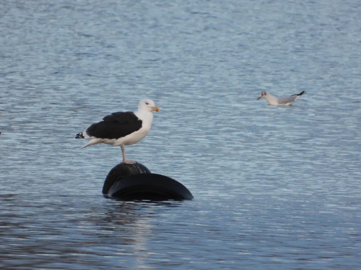 Gespotte Grote mantelmeeuw