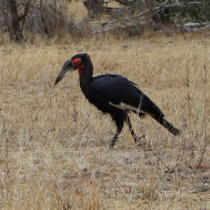 Gespotte Zuidelijke hoornraaf