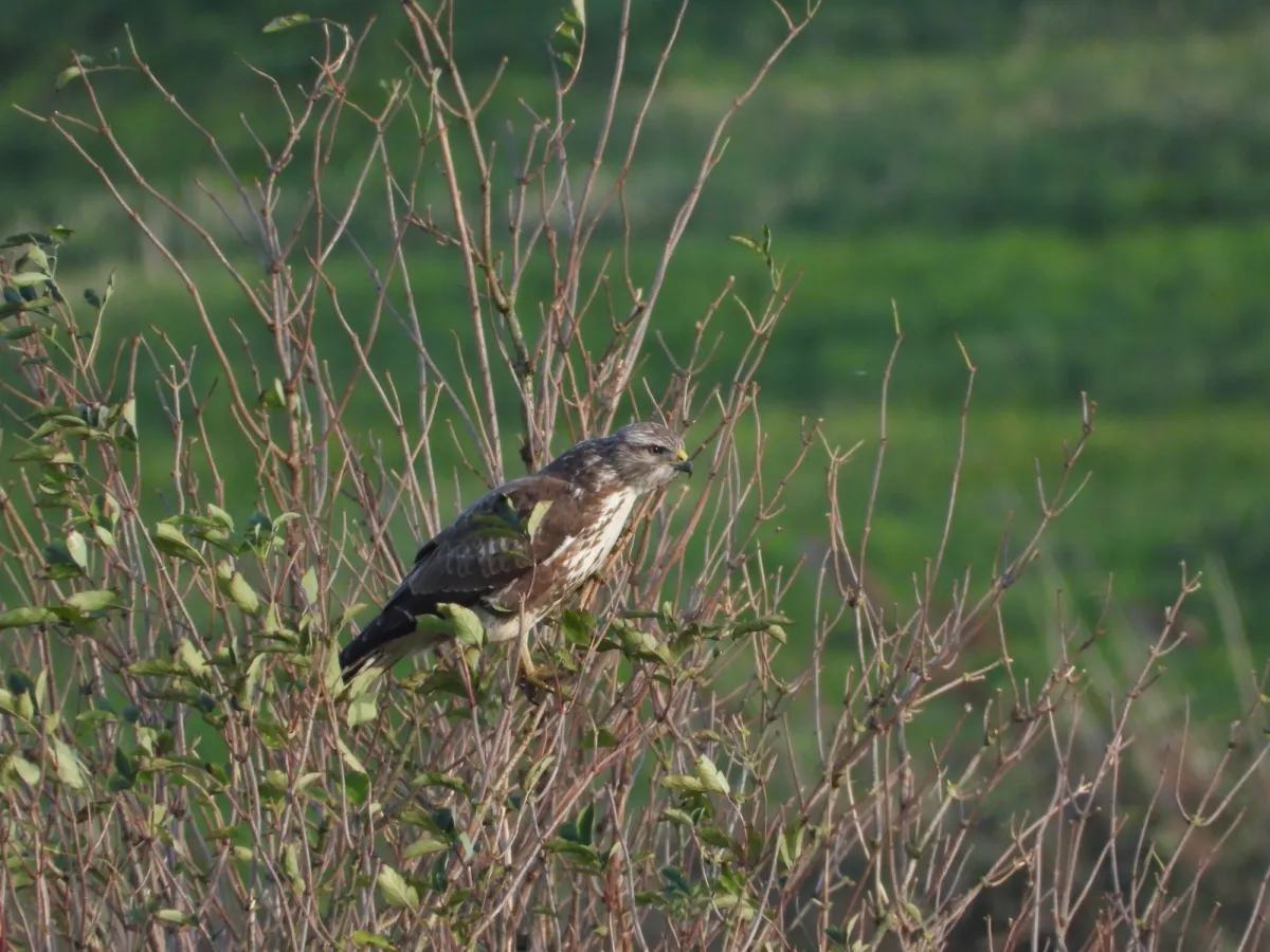Gespotte Buizerd