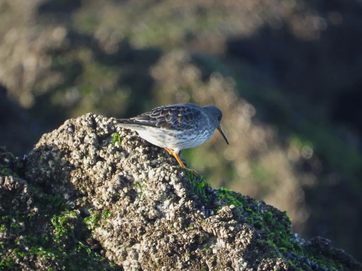Gespotte Paarse strandloper