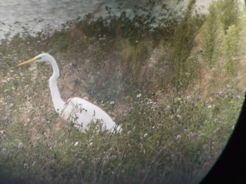 Gespotte Grote zilverreiger