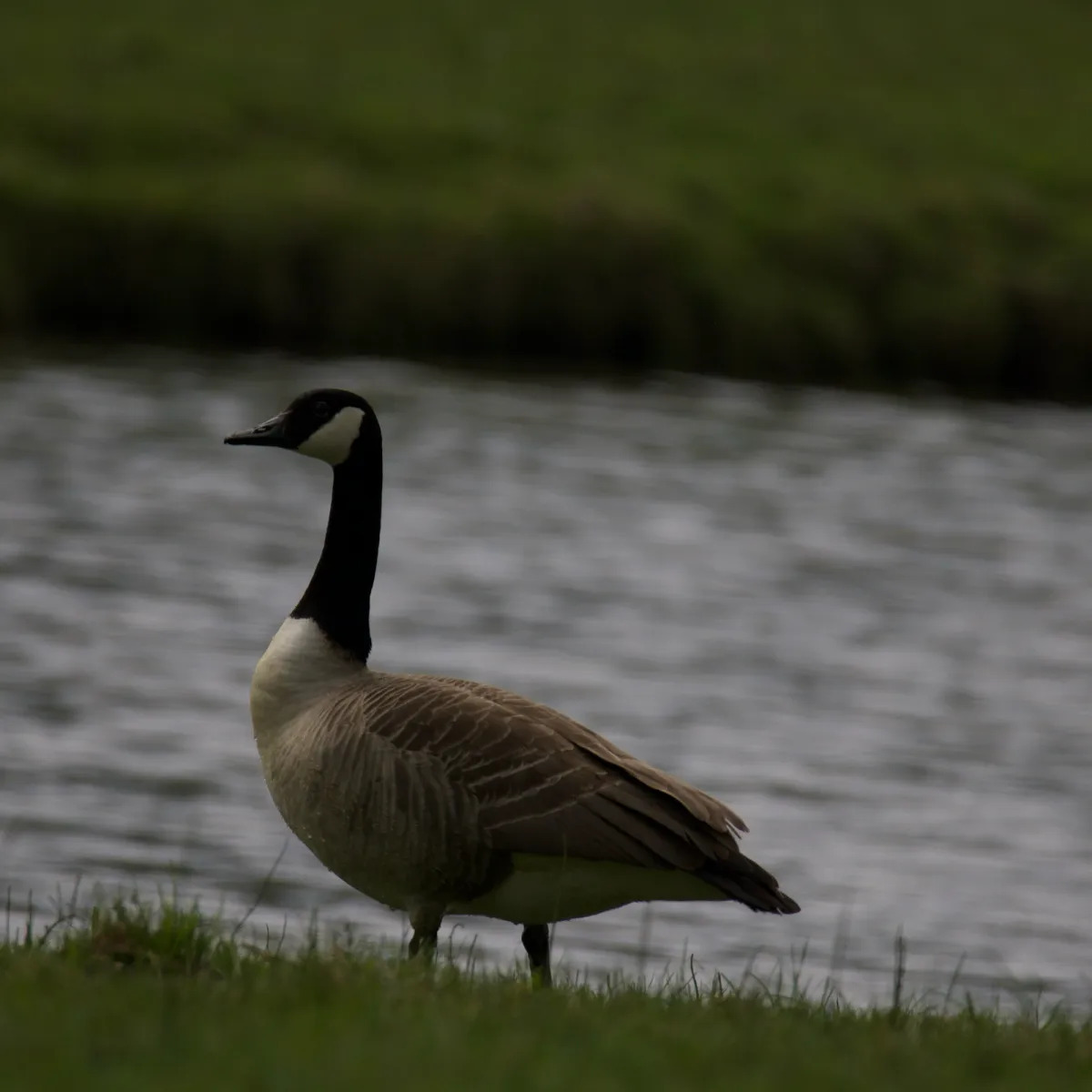 Gespotte Grote Canadese gans