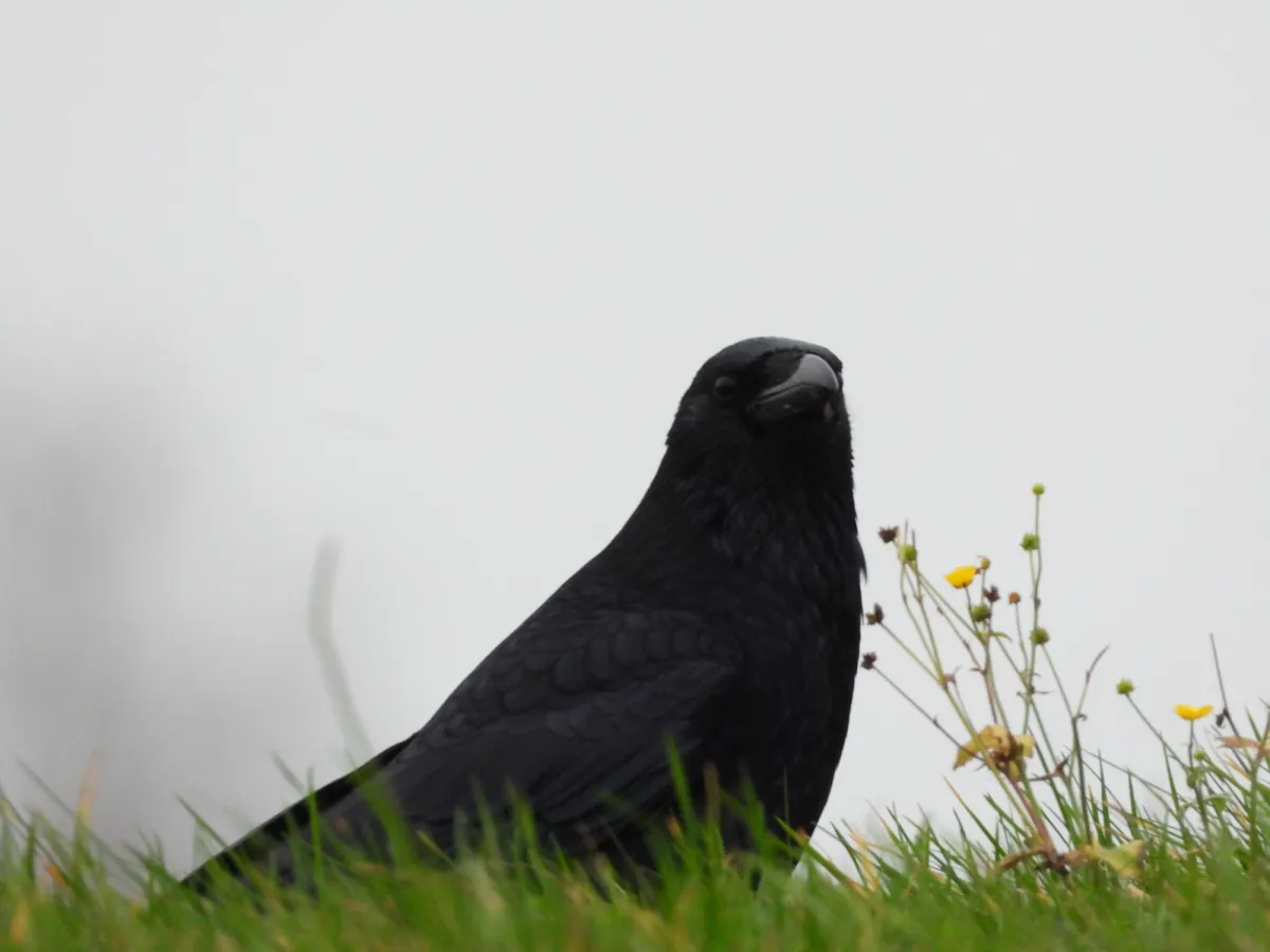 Spotted Carrion Crow