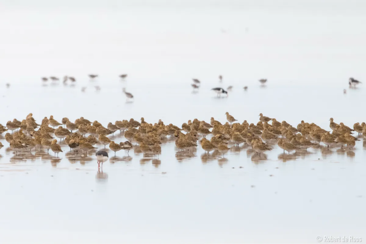 Gespotte Goudplevier