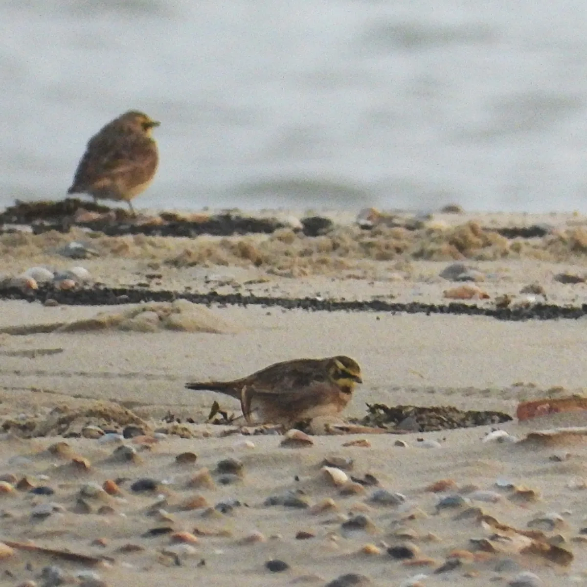 Gespotte Strandleeuwerik