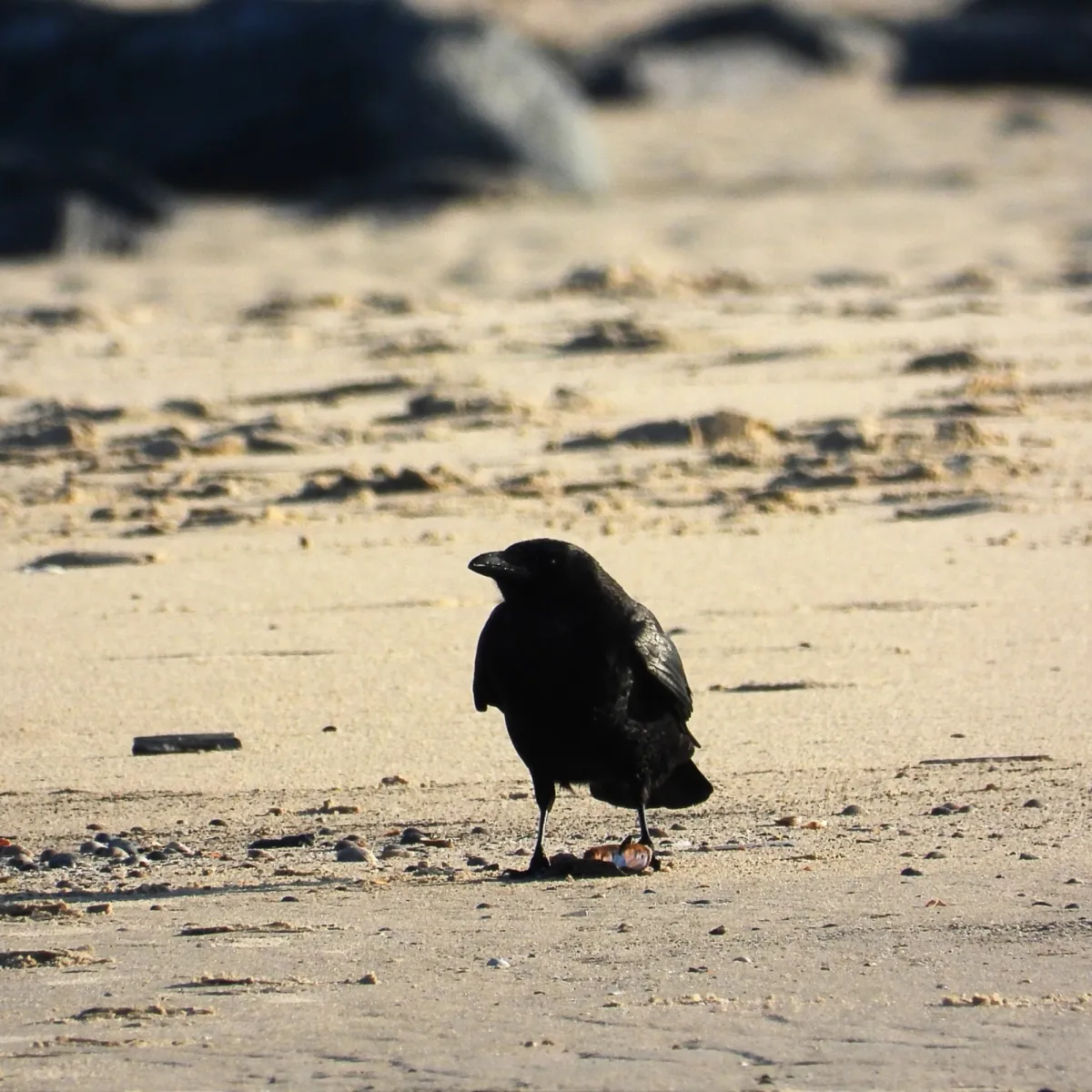 Gespotte Zwarte kraai