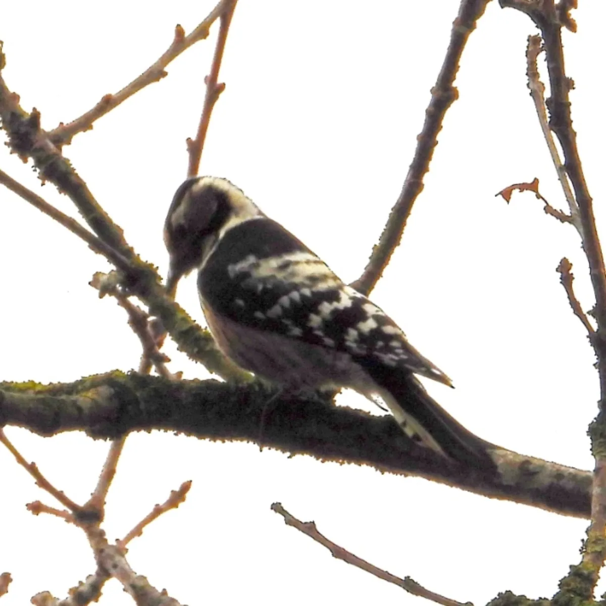 Gespotte Kleine bonte specht