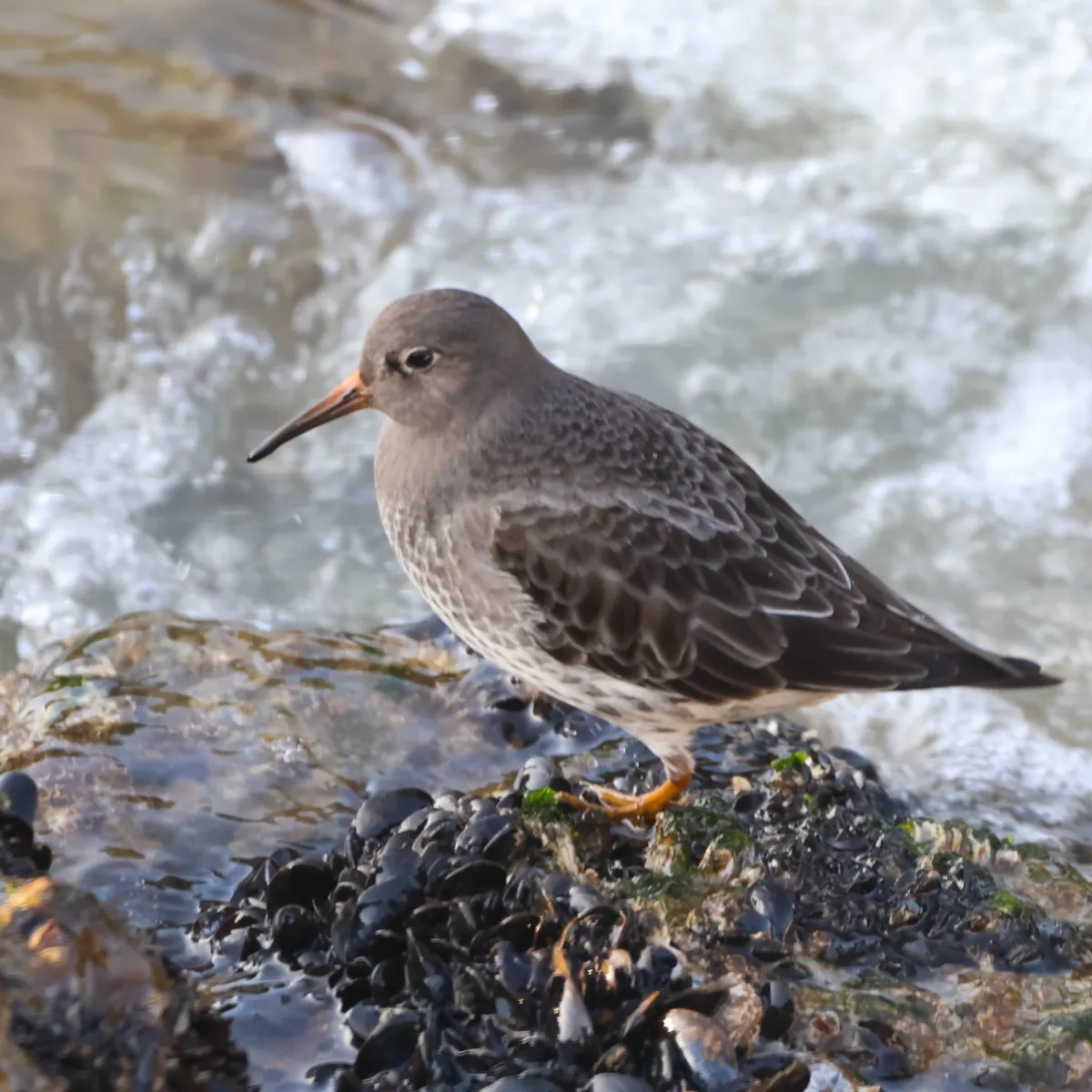 Gespotte Paarse strandloper