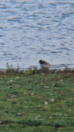 Gespotte Bontbekplevier