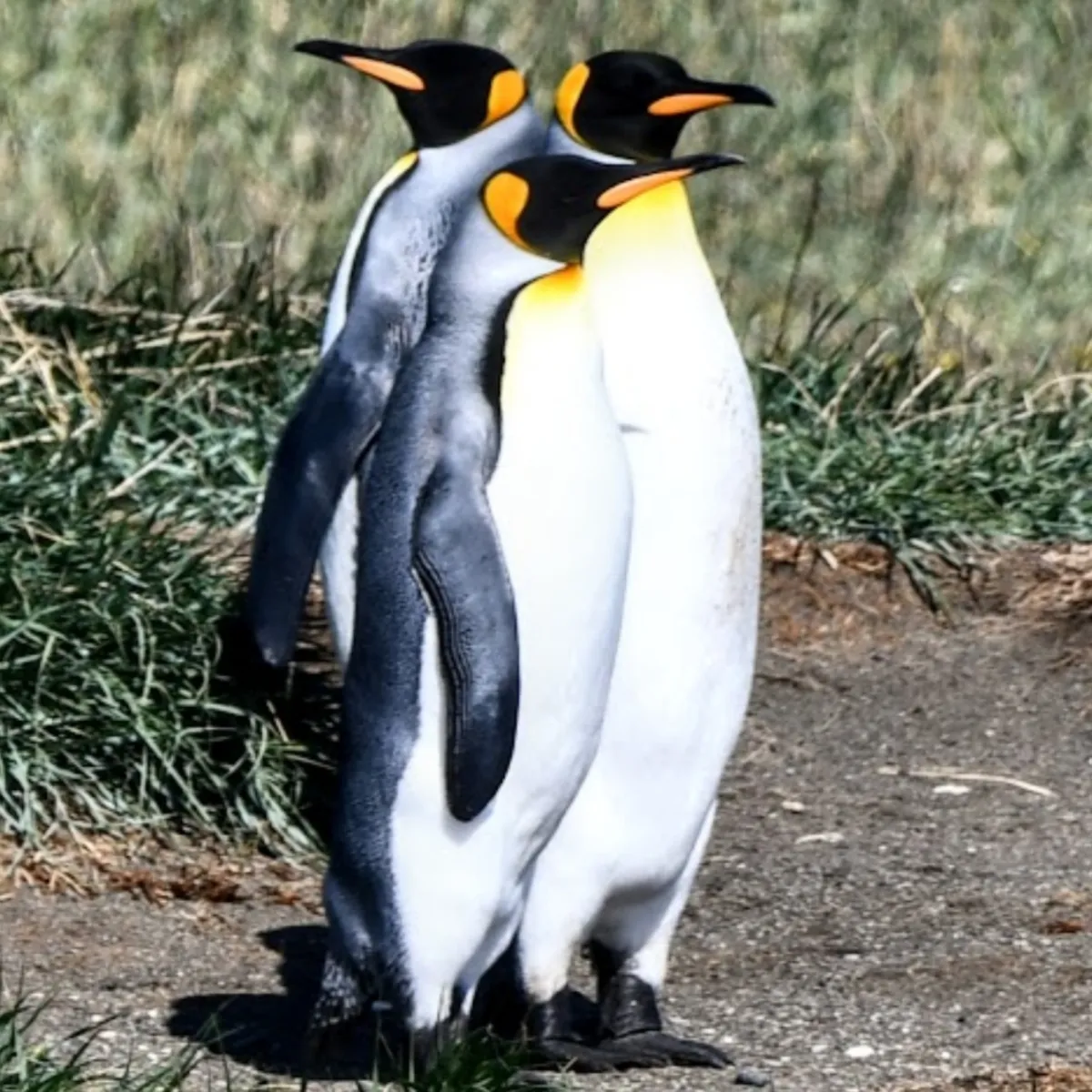 Gespotte Koningspinguïn