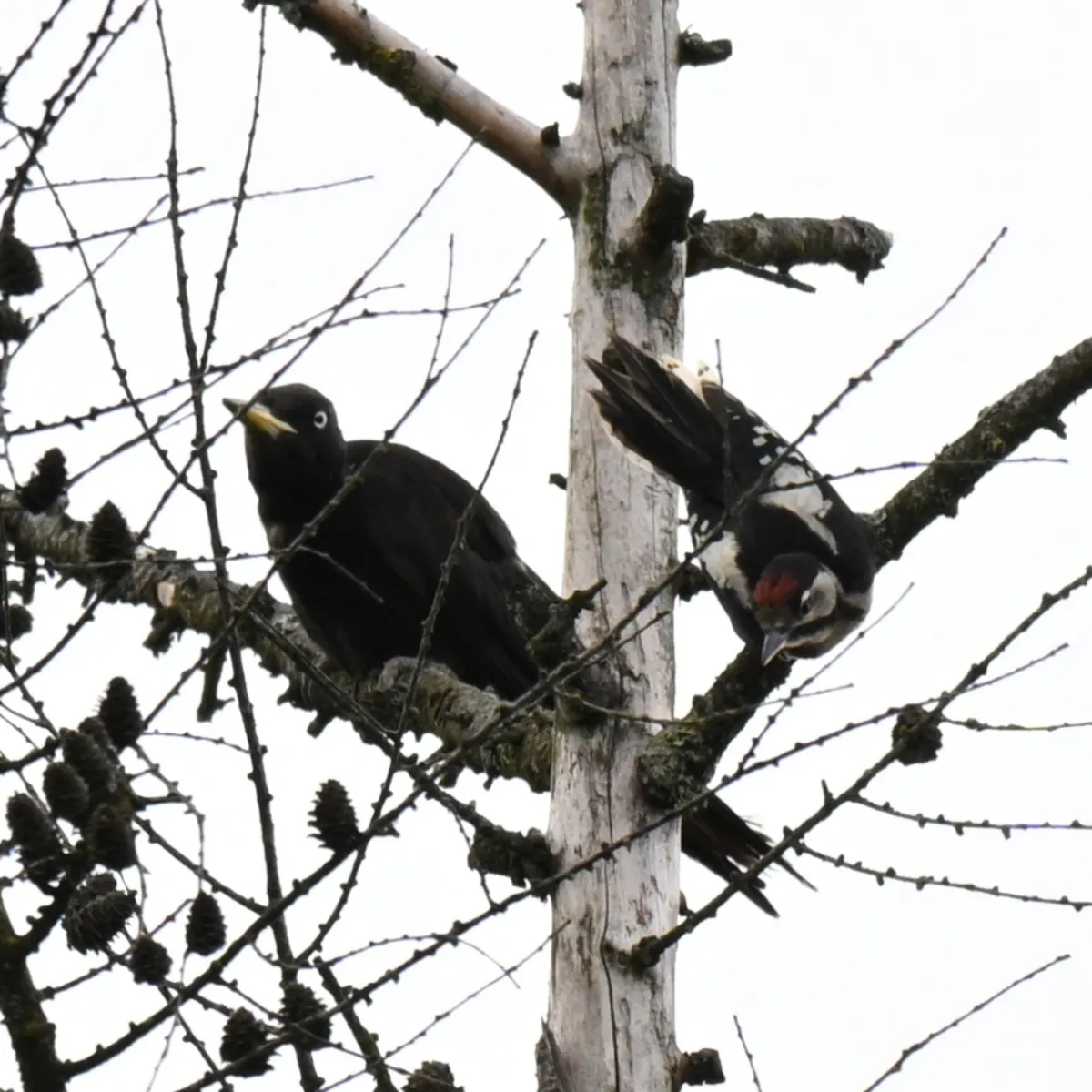 Gespotte Zwarte specht