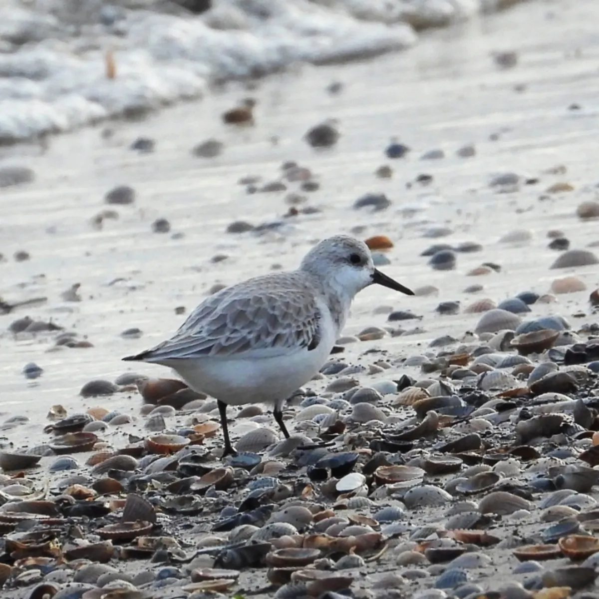 Gespotte Drieteenstrandloper