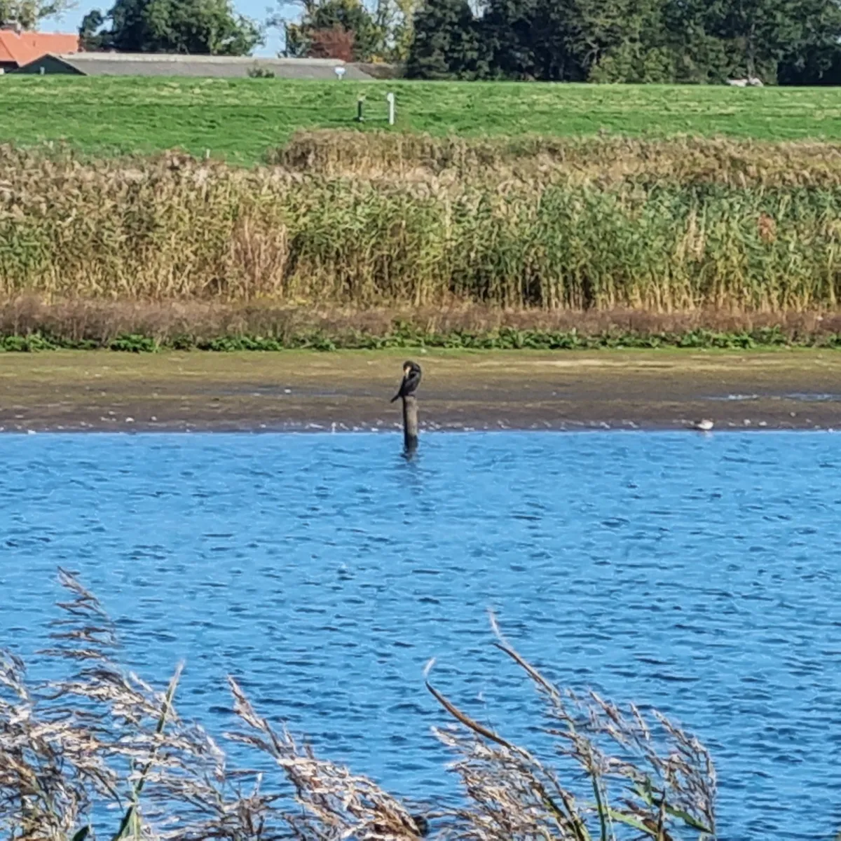 Gespotte Aalscholver