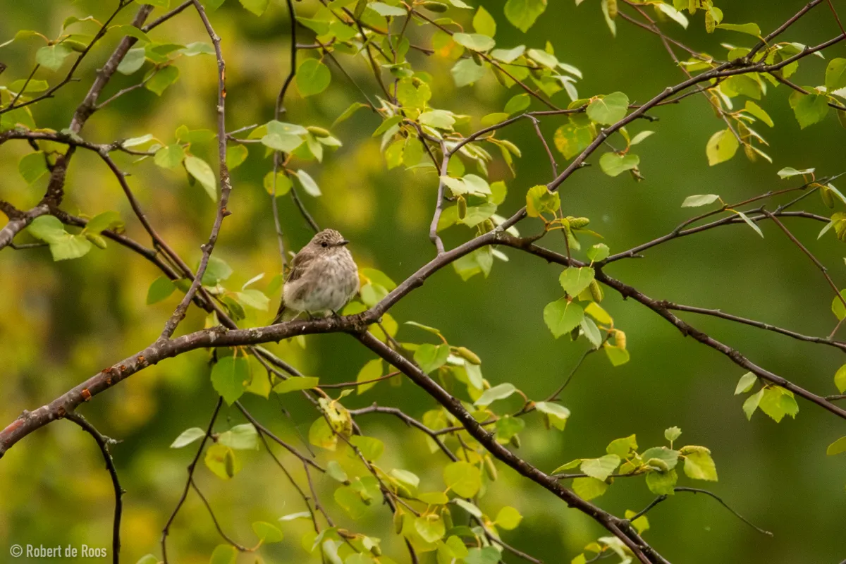 Gespotte Grauwe vliegenvanger