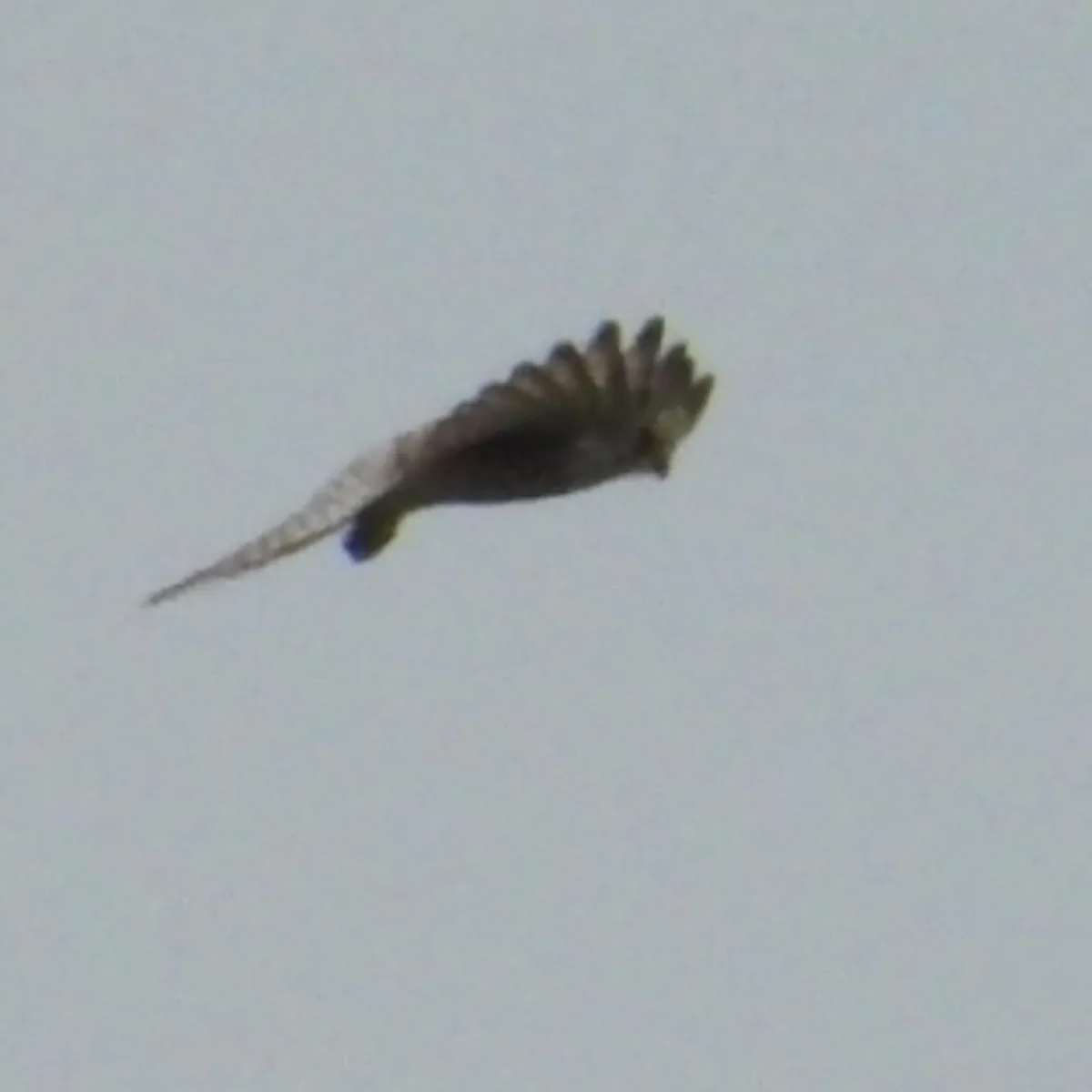 Gespotte Torenvalk