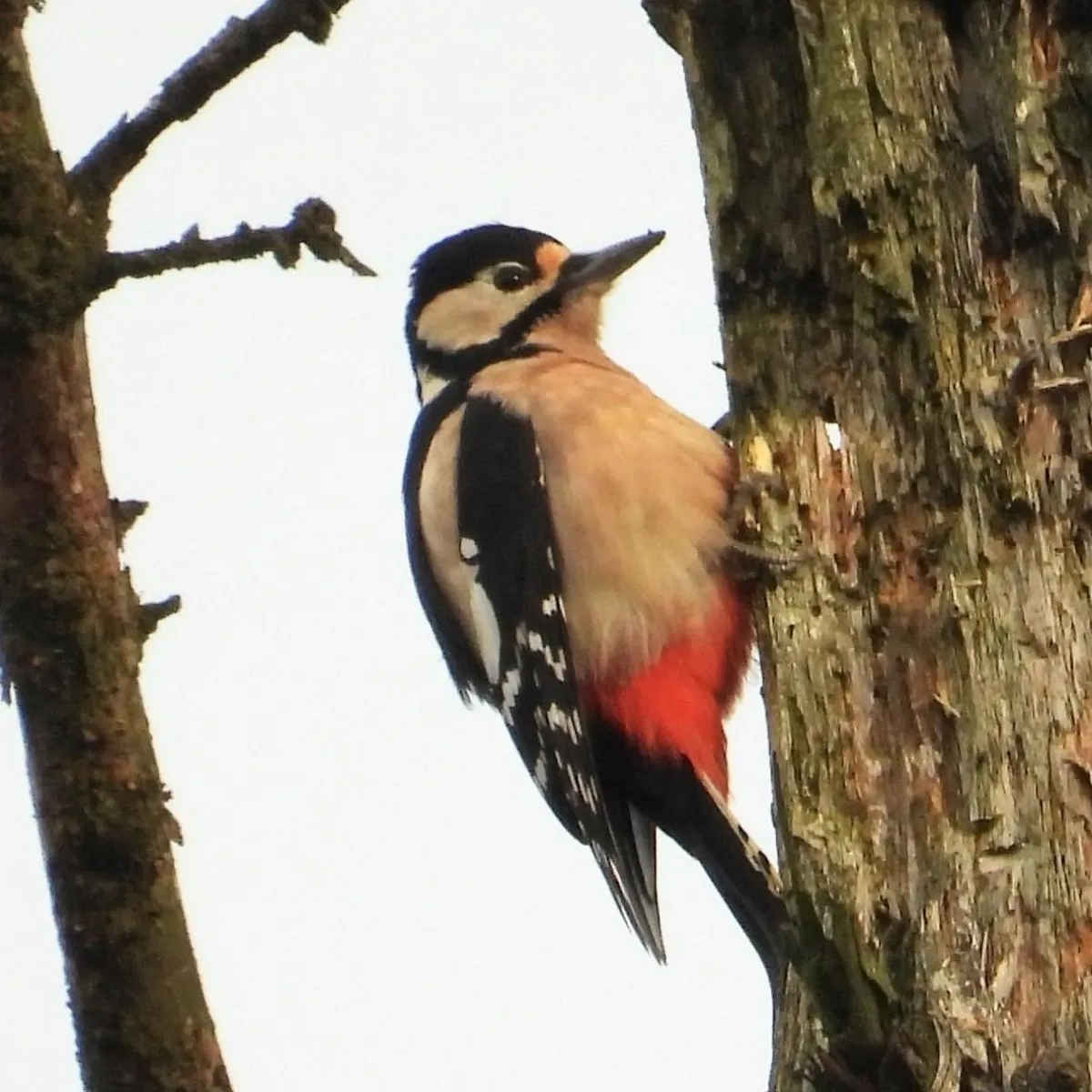 Gespotte Grote bonte specht