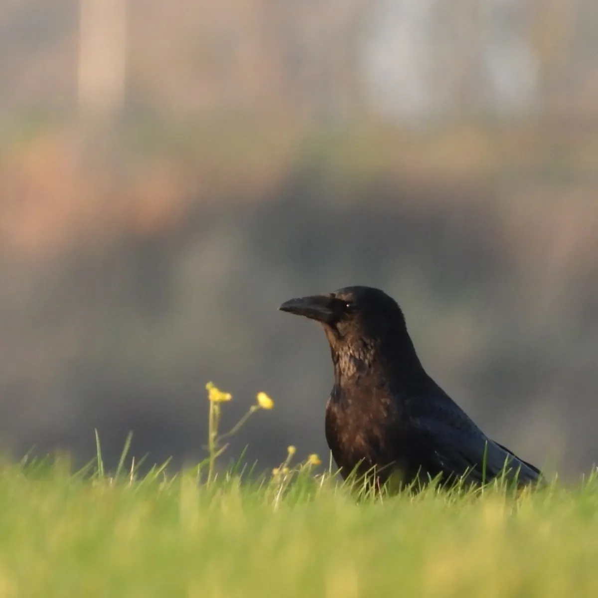 Gespotte Zwarte kraai