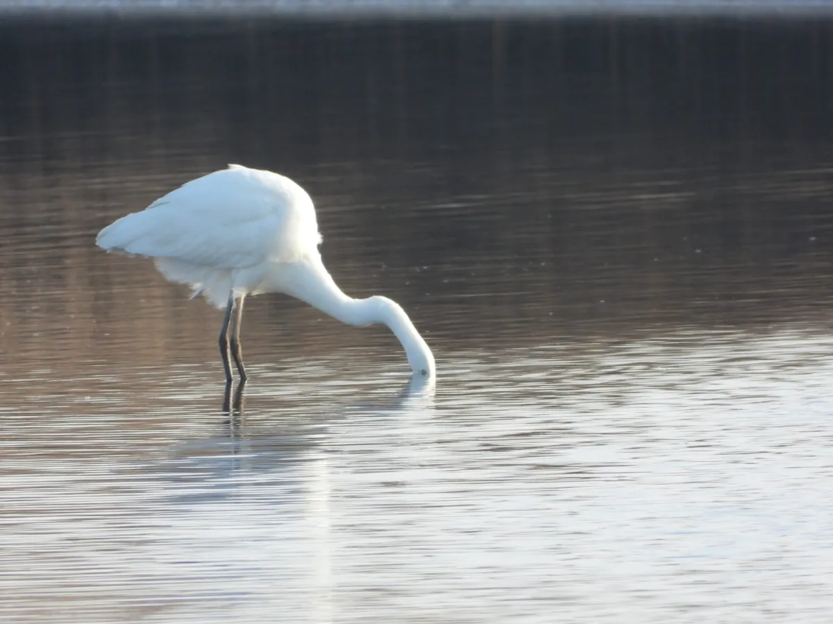 Gespotte Grote zilverreiger