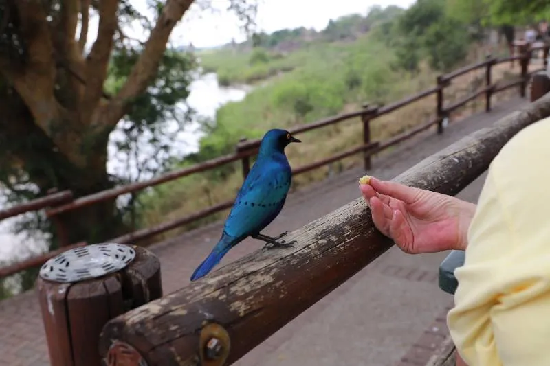 Gespotte Groene Glansspreeuw