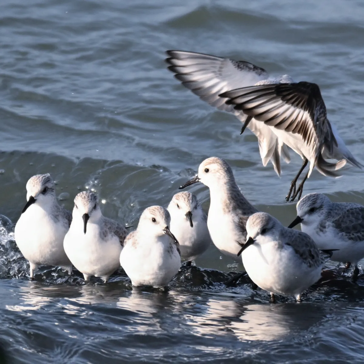 Gespotte Drieteenstrandloper