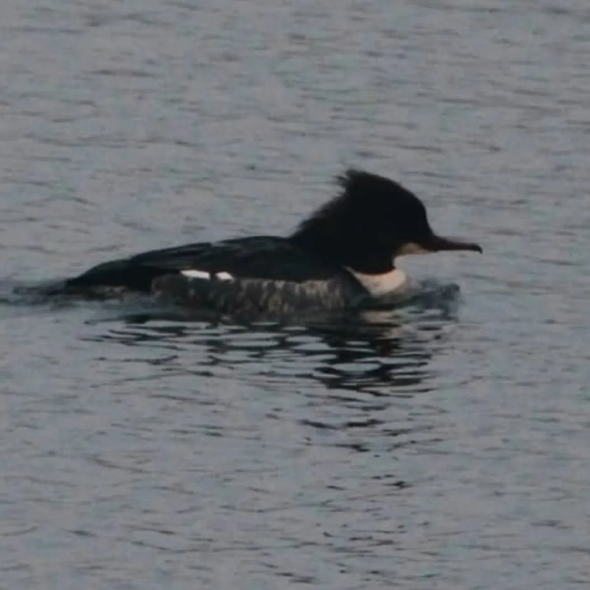 Gespotte Grote zaagbek