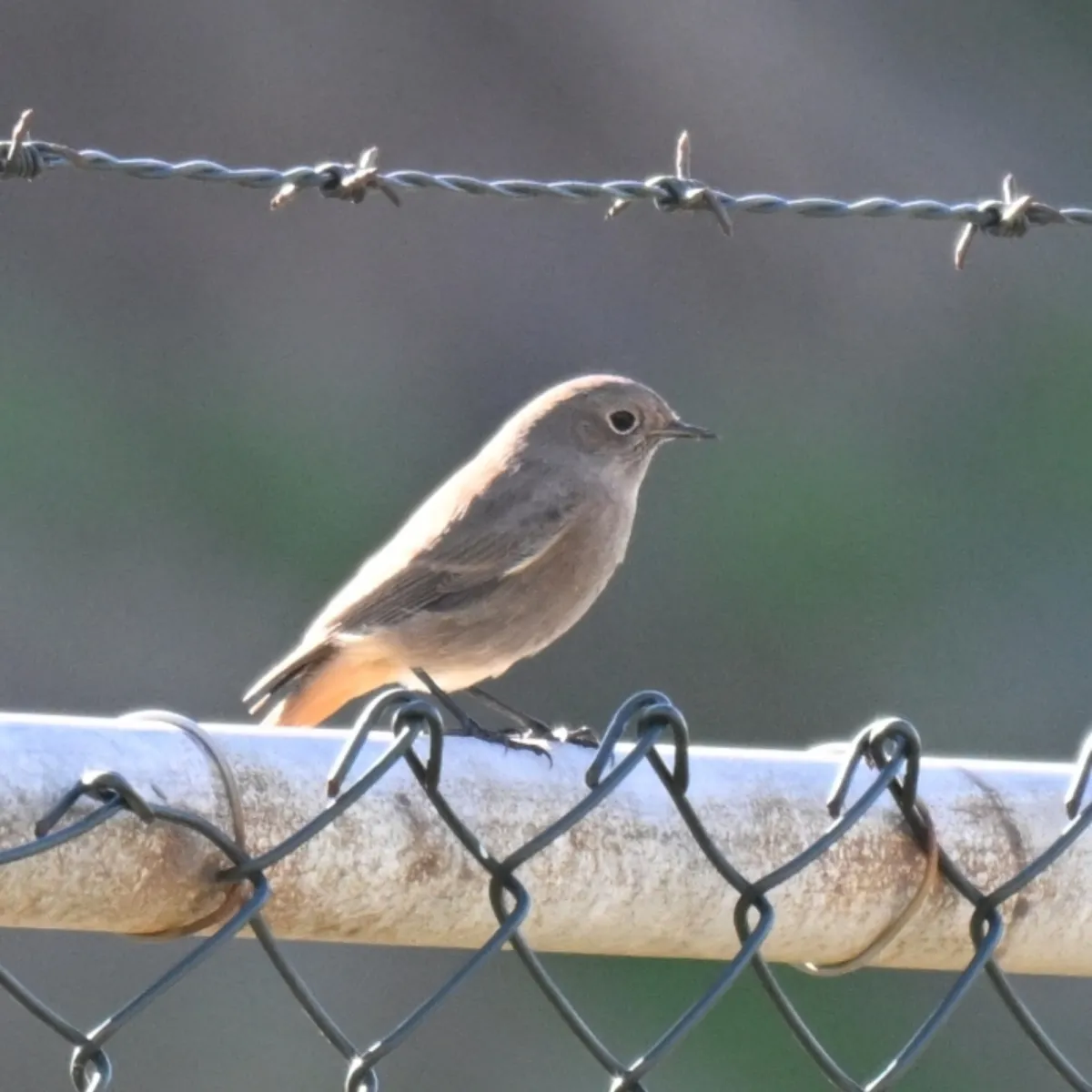 Gespotte Zwarte roodstaart