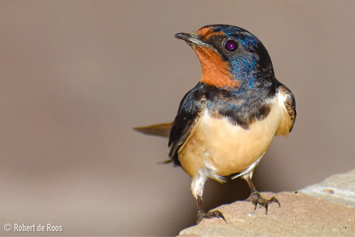 Gespotte Boerenzwaluw