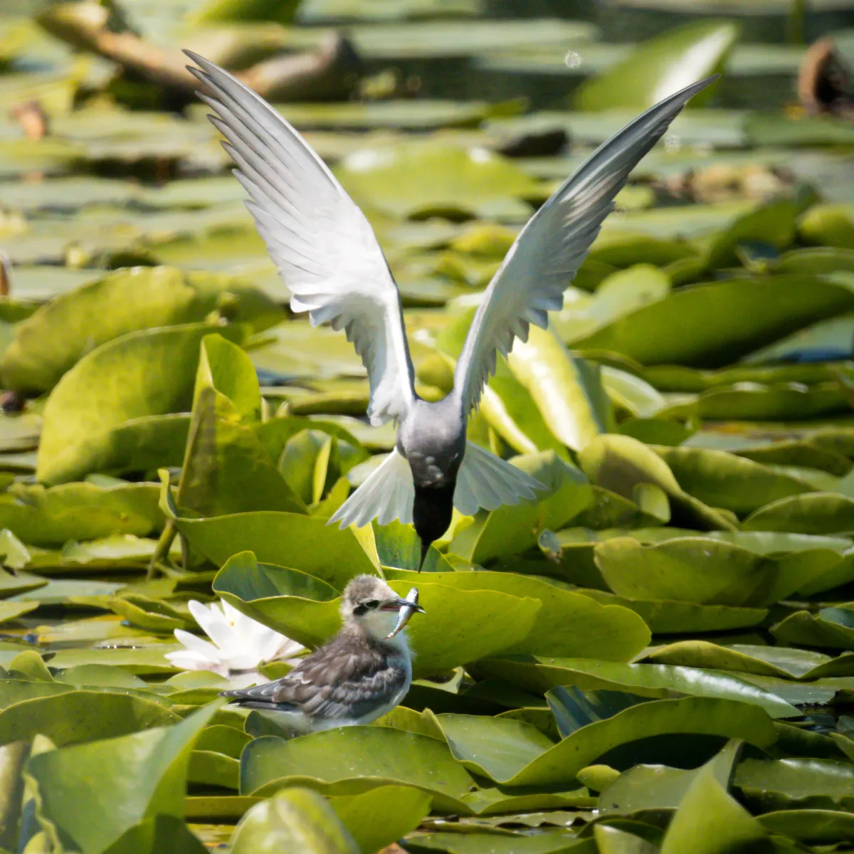 Gespotte Zwarte stern