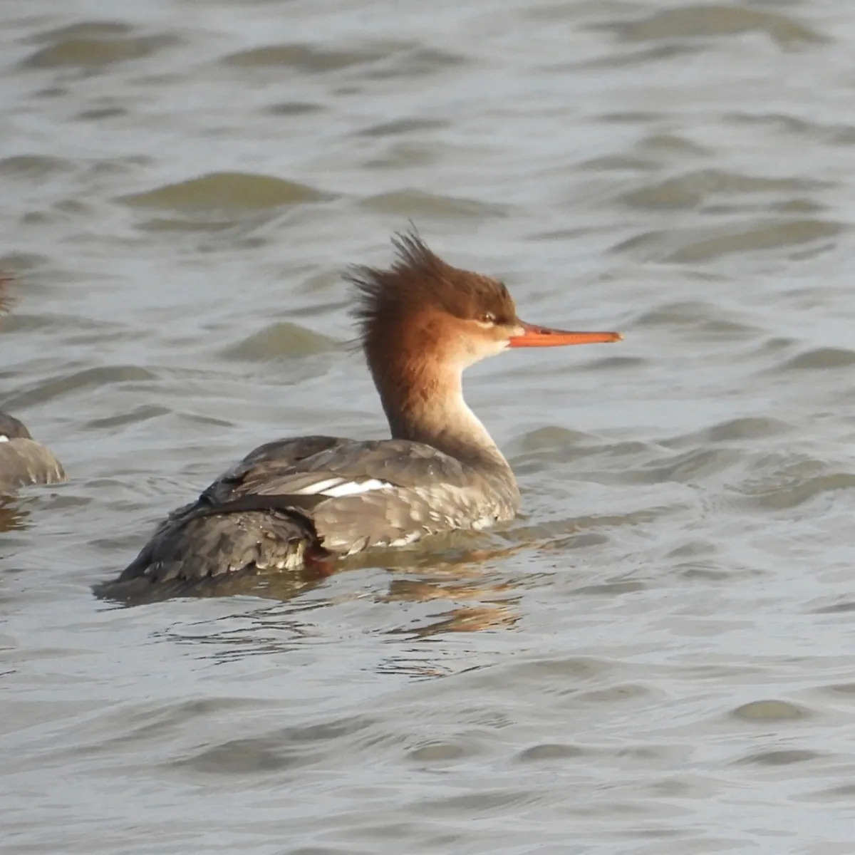 Gespotte Middelste zaagbek