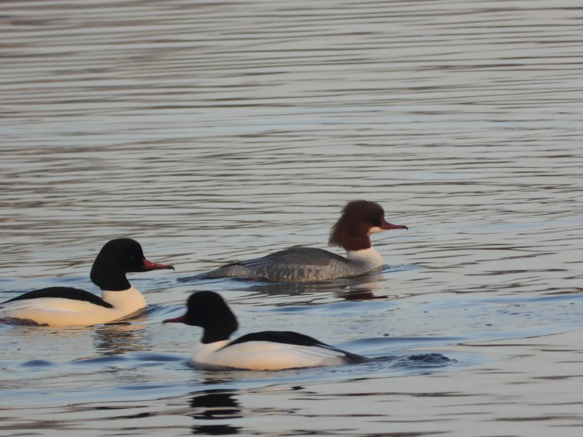 Gespotte Grote zaagbek