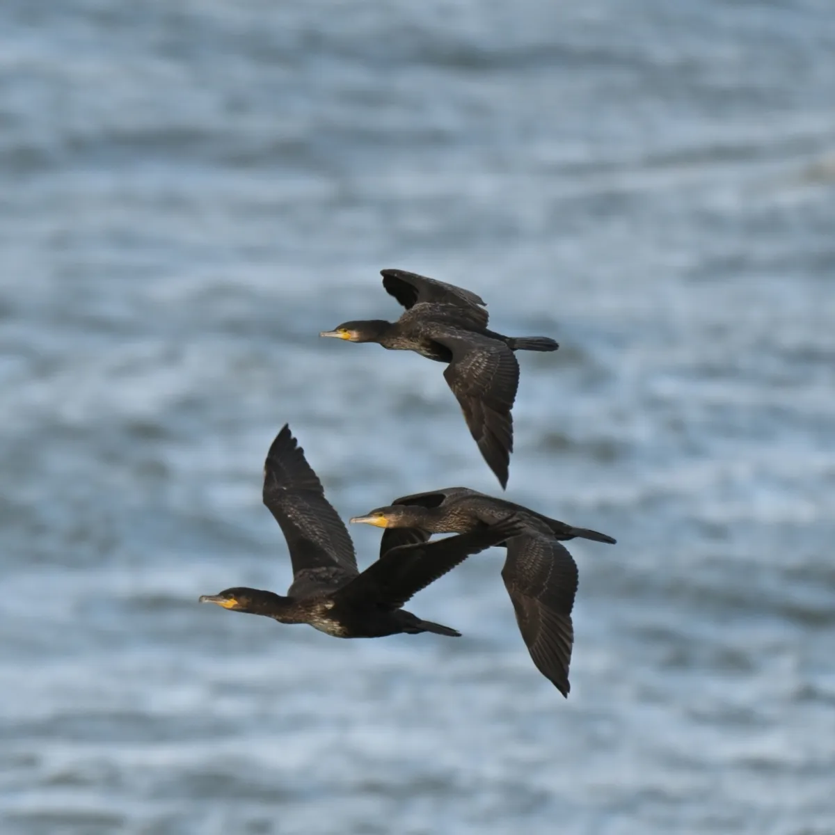 Gespotte Aalscholver