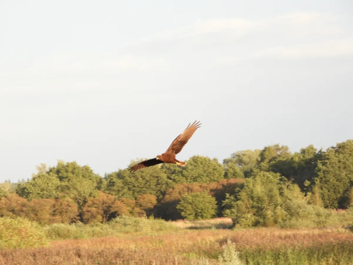 Gespotte Bruine kiekendief