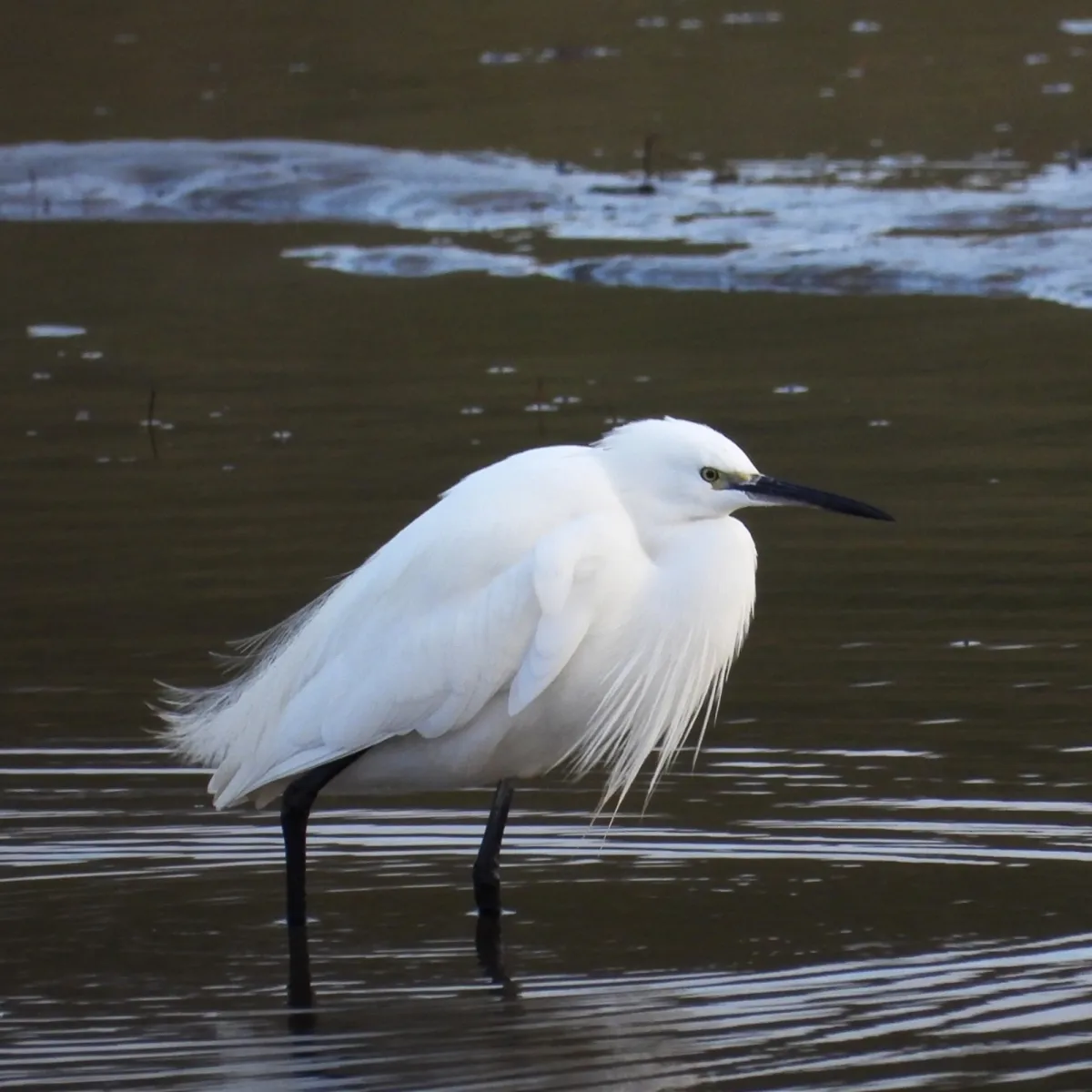 Gespotte Kleine zilverreiger