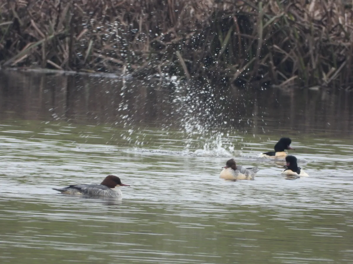 Gespotte Grote zaagbek