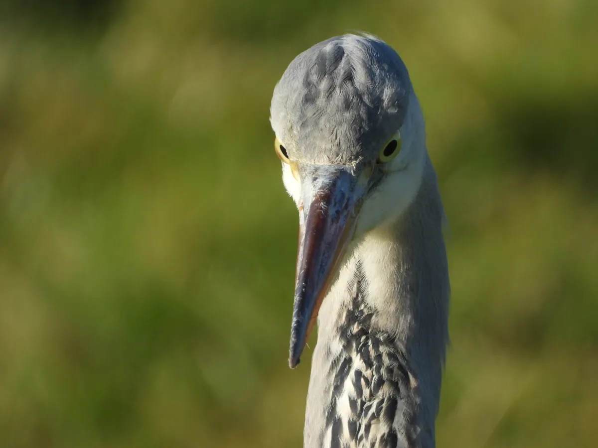 Gespotte Blauwe reiger