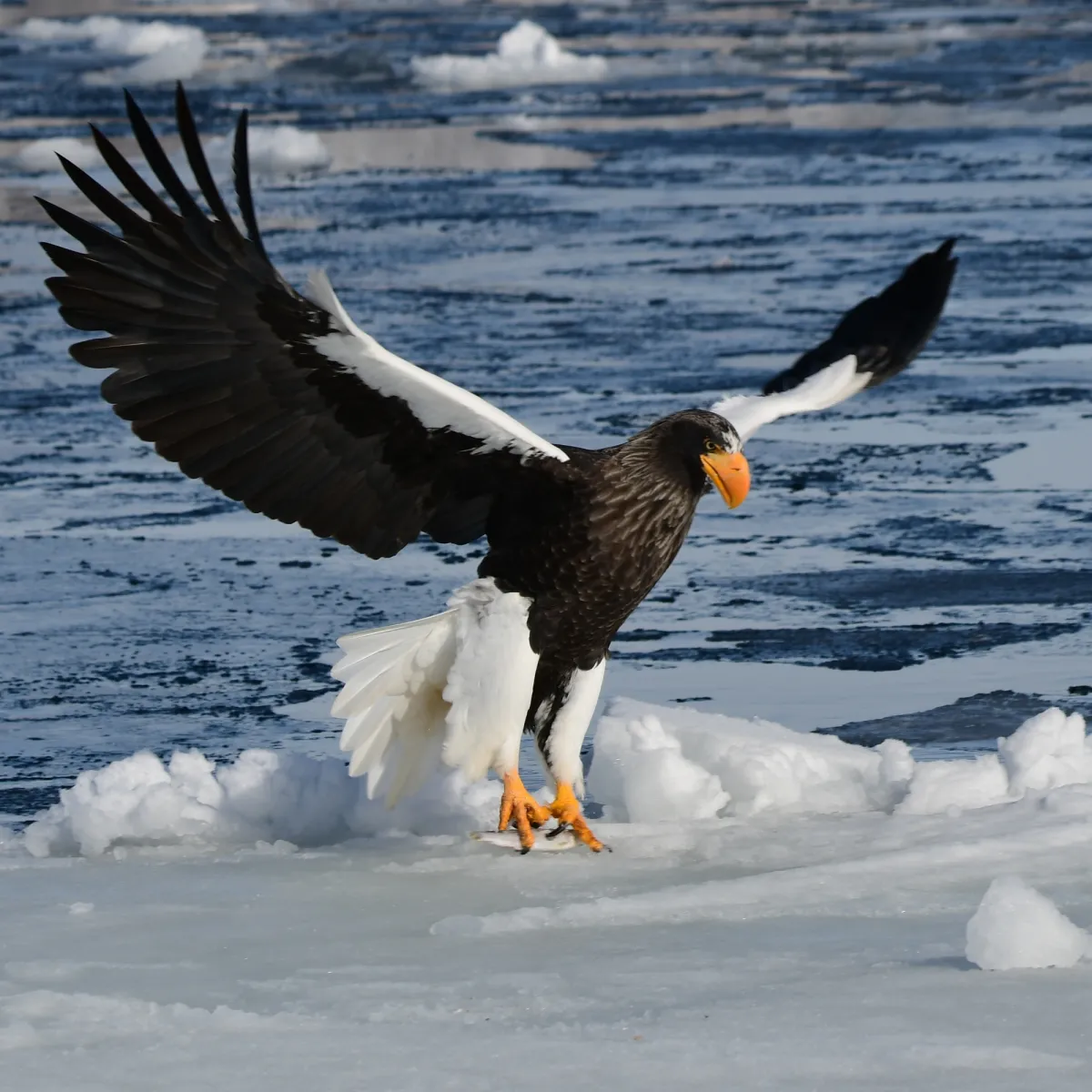 Gespotte Stellers zeearend