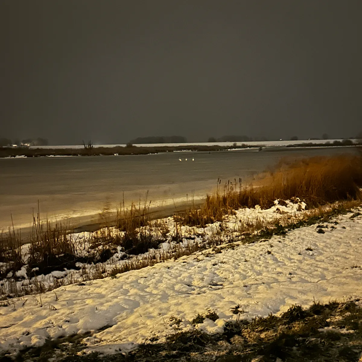 Gespotte Knobbelzwaan