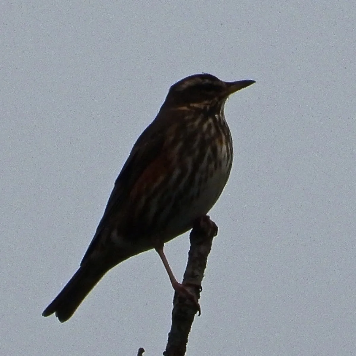 Spotted Redwing