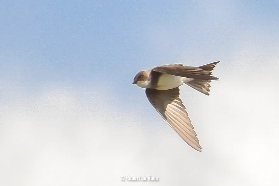 Gespotte Oeverzwaluw