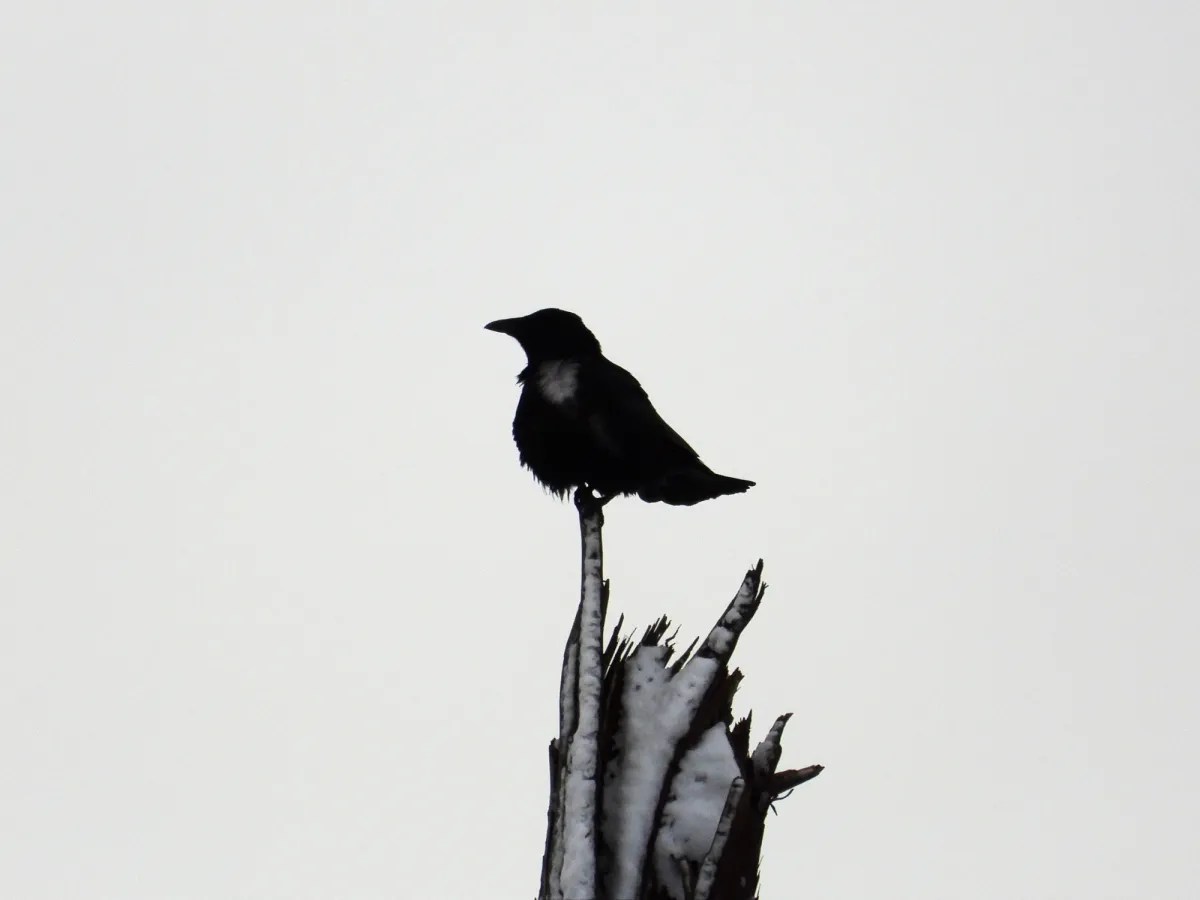 Gespotte Zwarte kraai