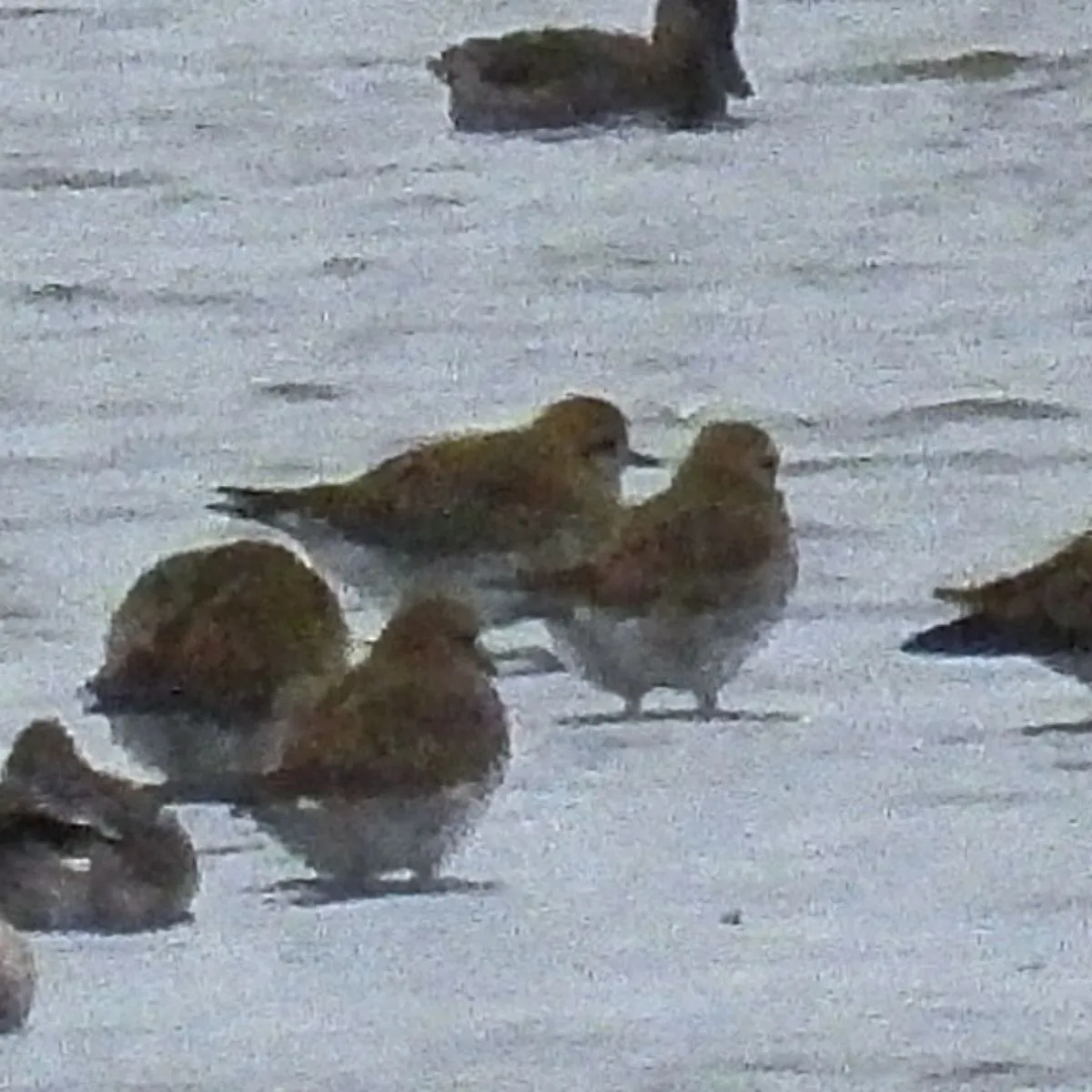 Gespotte Goudplevier