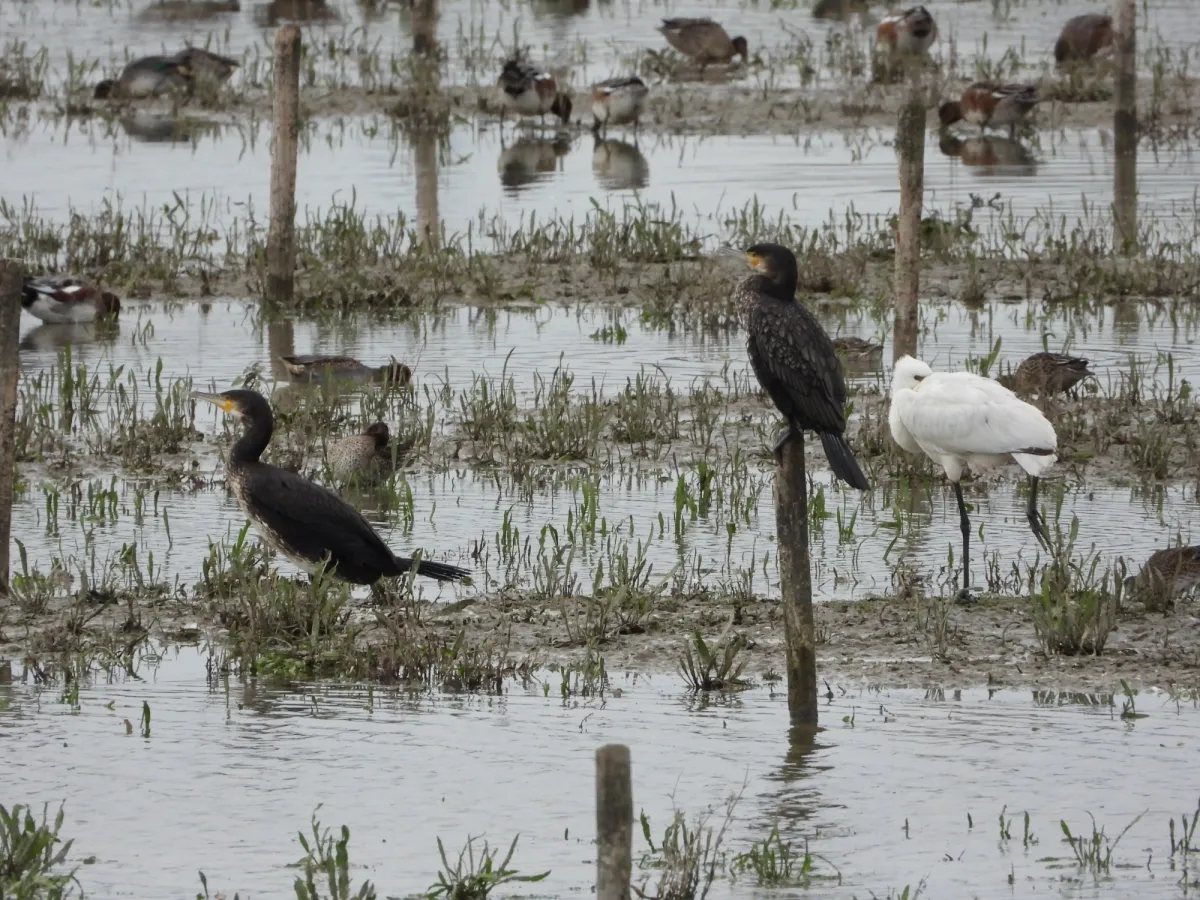 Gespotte Aalscholver