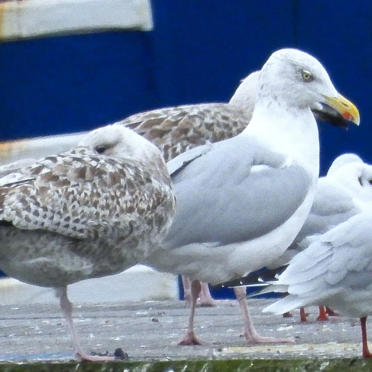 Gespotte Zilvermeeuw