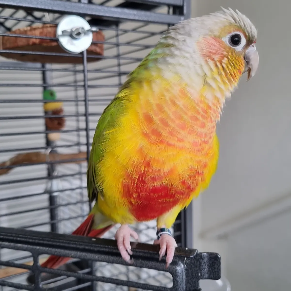 Gespotte Groenwangparkiet