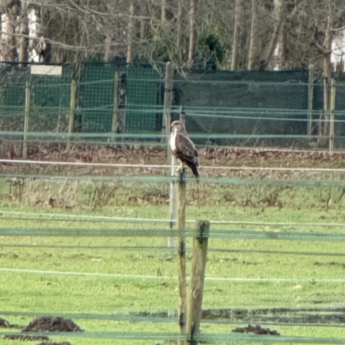 Gespotte Buizerd