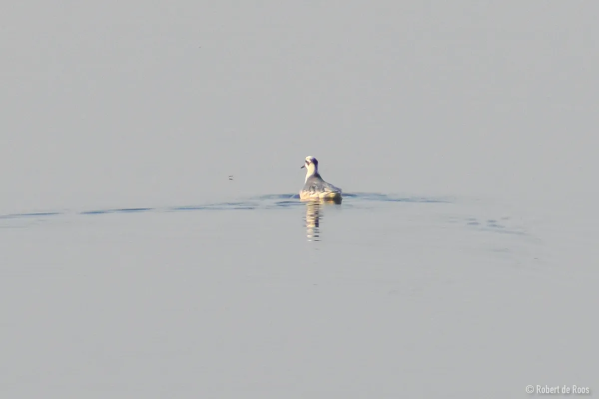 Gespotte Rosse franjepoot