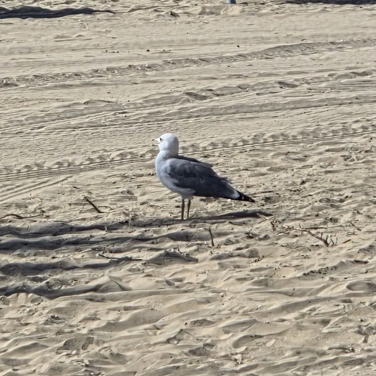 Spotted Caspian Gull